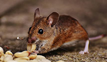 24 Hour & Emergency Exterminators in Hartleyville, IN